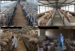 智慧猪场AI解决方案