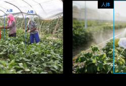 农业场景视频AI智能感知应用方案