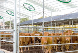 一套方案双效赋能！TP-LINK助力安徽利辛300亩万牛养殖场安防、广播智能化<strong>升级</strong>