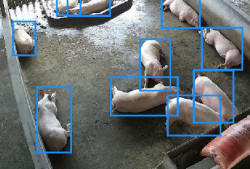 海康威视AI开放平台：养猪场猪只逃窜检测分析模型训练实操