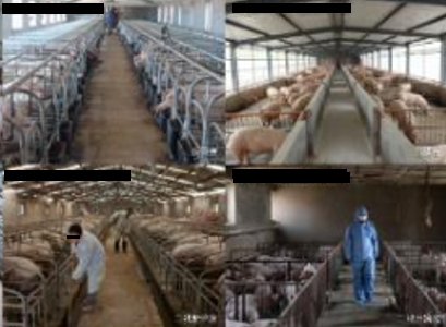 智慧猪场AI解决方案