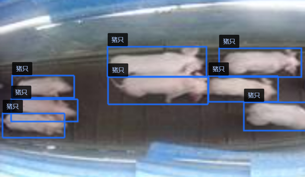 智慧猪场AI解决方案