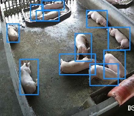 海康威视AI开放平台：养猪场猪只逃窜检测分析模型训练实操