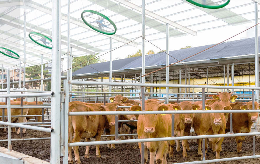 一套方案双效赋能！TP-LINK助力安徽利辛300亩万牛养殖场安防、广播智能化升级