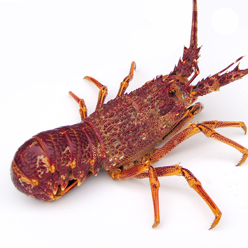 国家信息安全漏洞库（CNNVD）重要漏洞提示:OpenClaw存在多个安全漏洞